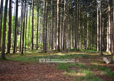 attraktive Waldfläche - Blick in den Wald