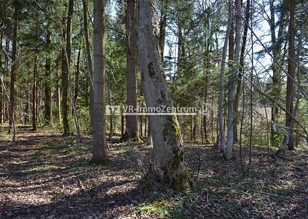 Kleines Waldgrundstück - Blick in den Baumbestand