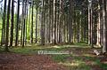 attraktive Waldfläche - Blick in den Wald