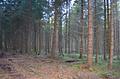 attraktives Waldgrundstück - Blick in den Bestand