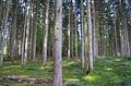 attraktive Waldfläche - Blick in den Baumbestand