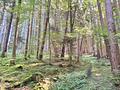 Über 9 Hektar Wald südlich von Miesbach - Waldweg durch den standortgerechten Mischwald