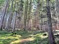 Über 9 Hektar Wald südlich von Miesbach - Wald mit Forstweg