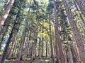Über 9 Hektar Wald südlich von Miesbach - Blick in den hochgewachsenen Mischwald