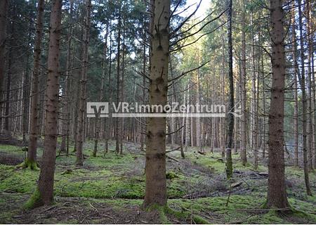 attraktives Waldgrundstück - Waldfläche